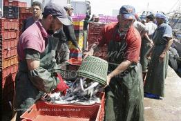 Image du Maroc Professionnelle de  Le système de la chaîne humaine pour vider la cale du bateau remplie de poissons encore vivat ! Les ouvriers s'activent énergiquement sans perdre de temps à faire passer de l’un à l’autre le panier en plastique rempli de sardines vivantes, cette dynamique dans le but de conserver la sardine toute fraîche durant l’opération de débarquement au Port de Laayoune, Lundi 8 Mars 2010. (Photo / Abdeljalil Bounhar) 